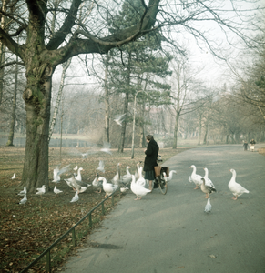 119217 Afbeelding van het voeren van ganzen in het Wilhelminapark te Utrecht.
